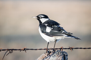 Mudlark sits on a fence post early in the morning