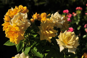 Rose in full bloom at Alhambra palace Granada, Spain