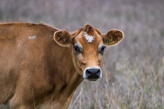 Jersey cow in the long dry grass looks at the camera