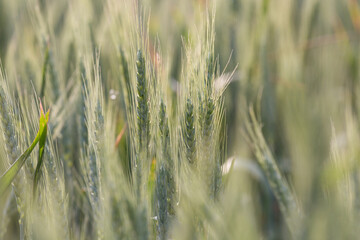 Backlit green heads of wheat