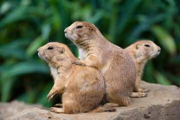 プレーリードッグの可愛い姿　prairie dog