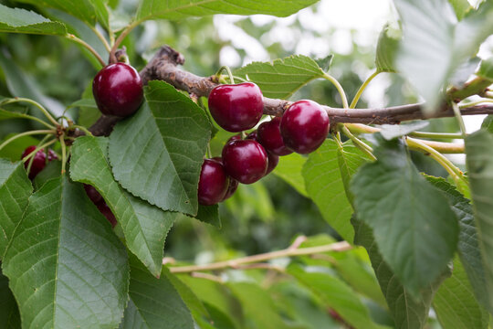 Ripe cherries hanging from a branch