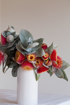 Vase of eucalyptus macrocarpa flowers and leaves