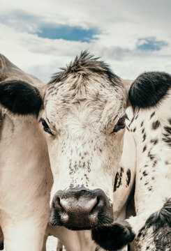 Speckled face cow.