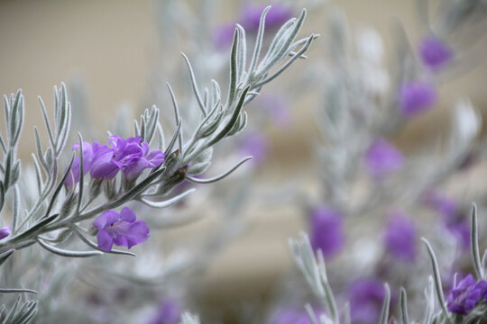 Close up of emu bush flower