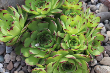 Flowers in the rockaria among the stones in the garden