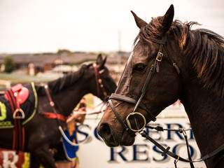 Close up of race horse and bridle at the race track.