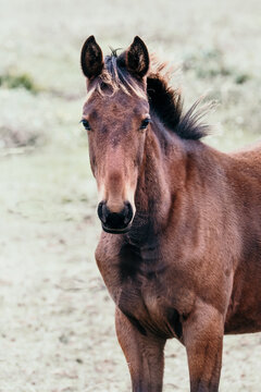 Young horse.