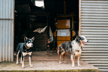 Three farm dogs see something happening in the sheep shed.