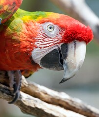 close up of a colorful macaw 