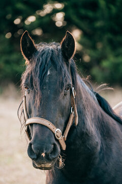 Big dark horse wearing a halter.
