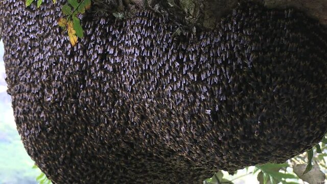Abeilles essaim