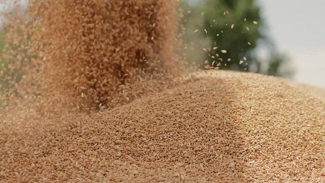 Close-up of a stream of wheat grains falling on a heap, slow motion. Combine harvester unloads grain