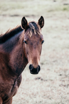Young colt in paddock.