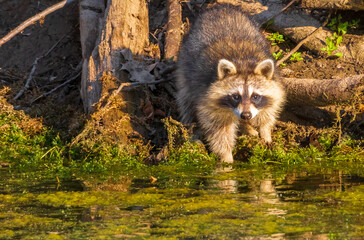 Close up of a raccoon looking straight ahead