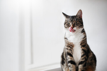 Tabby cat looking whilst licking its whiskers