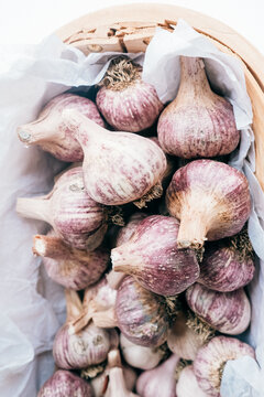 Fresh picked organic garlic globes.