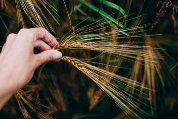 ear of wheat in hand