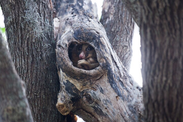 Possum in a tree hollow