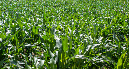 Obraz premium Cornfield. Corn leaves on warm sunshine. Peaceful nature. Concept.