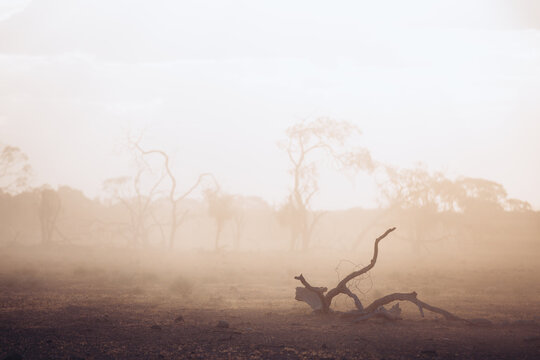 Tree branch in the dust on ground in paddock