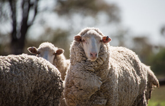 Merino sheep looking towards the camera on sheep farm