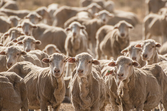 Merino sheep looking at the camera