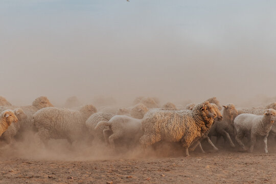 Group of sheep moving left to right