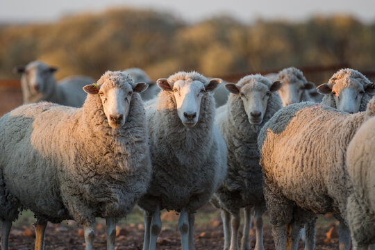 Sheep looking at the camera