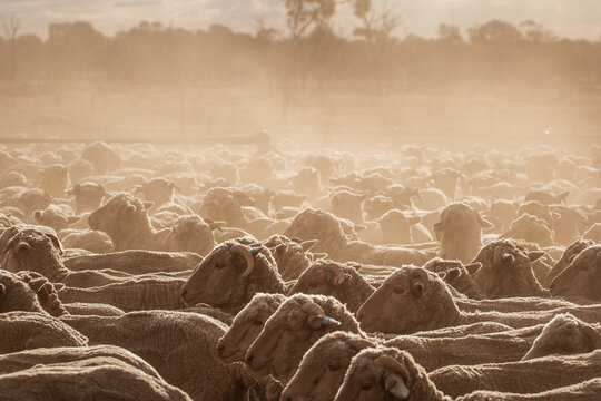 Merino sheep in yards