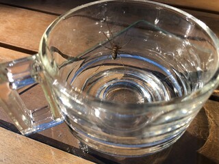 Spinne in Tasse aus Glas gefangen-gutes Karma