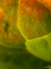 macro shot of green and orange kale leaf with distinct web pattern