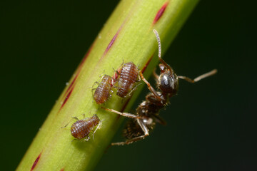 An ant guarding aphids, Aphididae, on plant stem