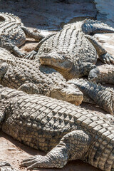 Fototapeta premium Alligators lying in the sun