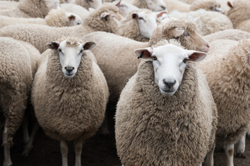 Flock of sheep ready to be shorn on shearing day