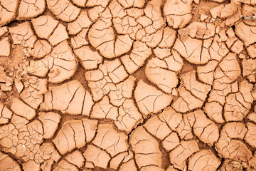 Cracks in dried mud