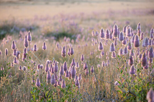 Field of purple mulla mulla wildflowers