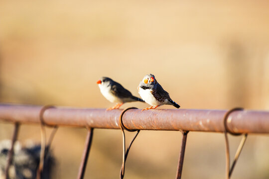 Finches perched on a gate