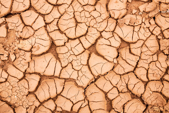 Cracks in dried mud