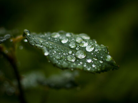 Water dew droplets on green rose leaf