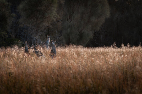 A Mob of Eastern Grey Kangaroos in a Grassy Woodland Forest at Sunset.