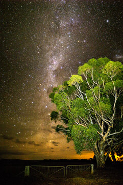 Gum tree in front of Milky Way rising above clouds vertical