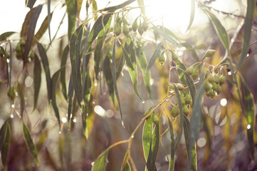 Gum tree branches and leaves in rain with backlit sun