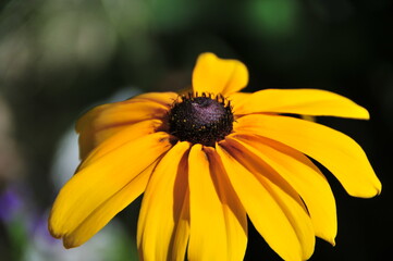 Blossoming flower at Alhambra gardens, Granada, Spain 