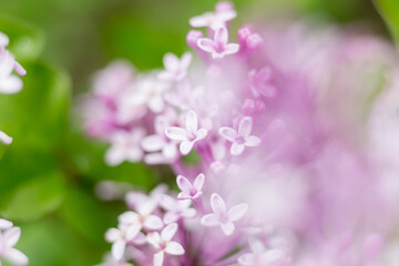 Lilac of Meyer flowers macro photo close up in sunny day, blurred bokeh background