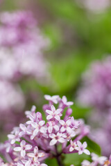 Obraz premium Lilac of Meyer flowers macro photo close up in sunny day, blurred bokeh background