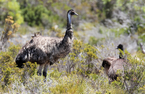 Emu with chicks