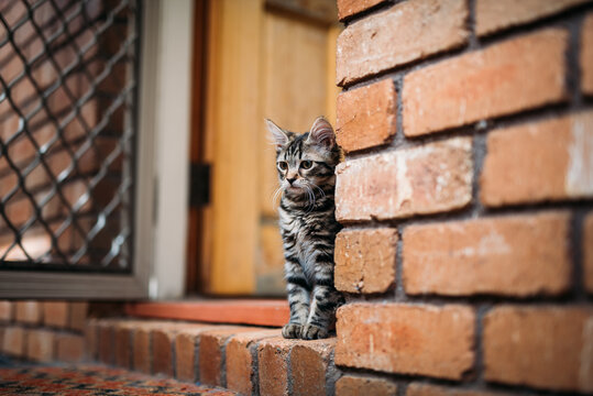 Kitten sitting in a doorway
