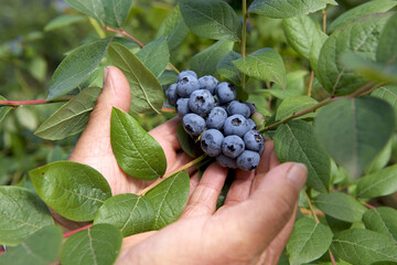 Blueberries on bush with farmers hands
