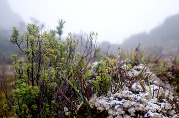Close up of snow on tips of plants